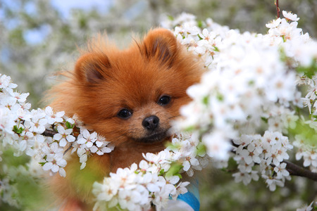 Pomeranian dog in the spring blossomの写真素材