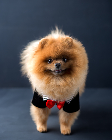 Pomeranian dog in a suit with a red butterfly on dark background. Portrait of a dog in a low keyの写真素材