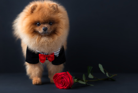 Pomeranian dog in a suit with a red rose on dark background. Portrait of a dog in a low keyの写真素材
