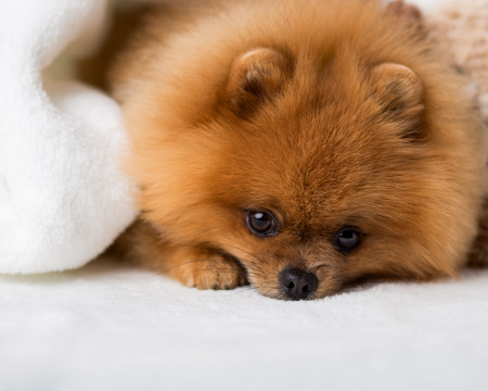 Cute pomeranian dog. Best friendsの写真素材