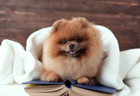 Clever pomeranian dog with a book. A dog sheltered in a blanket with a book.の写真素材