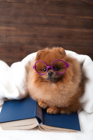 Clever pomeranian dog with a book. A dog sheltered in a blanket with a book. Serious dog with glasses. Dog in a libraryの写真素材