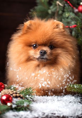 Pomeranian dog in christmas decorations on dark wooden background. The year of the dog. New year dog. Beautiful dogの写真素材