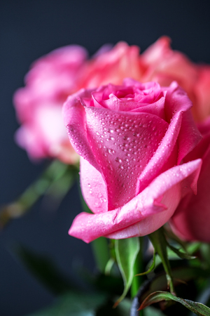 Roses close up. Beautiful roses on dark backgroundの写真素材