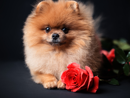 Pomeranian dog with purple roses on dark background. Portrait of a dog in a low key. Dog with flowersの写真素材