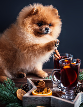 Pomeranian dog in Christmas decorations and with a glass of mulled wine. A dog with a glass of mulled wineの写真素材