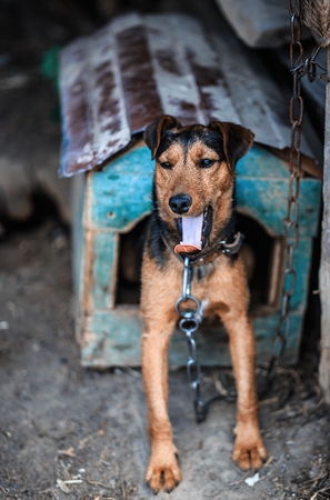 Beautiful german hunting terrier. Jagdterrierの写真素材