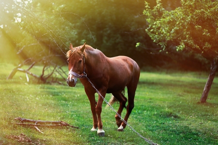 Horse on nature. Horse portraitの写真素材