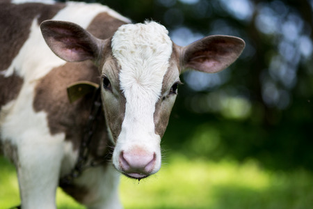 A cow is grazing in a meadow. Dairy cow. Rustic cowの写真素材