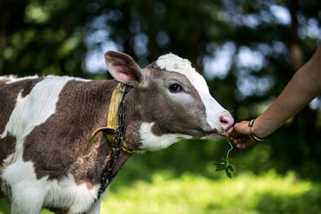 A cow is grazing in a meadow. Dairy cow. Rustic cowの写真素材