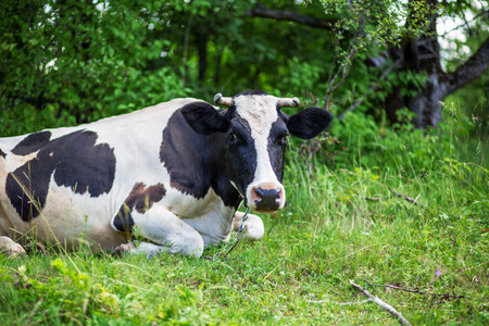 A cow is grazing in a meadow. Dairy cow. Rustic cowの写真素材