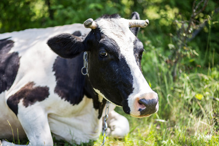 A cow is grazing in a meadow. Dairy cow. Rustic cowの写真素材