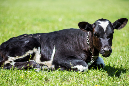 A cow is grazing in a meadow. Dairy cow. Rustic cowの写真素材