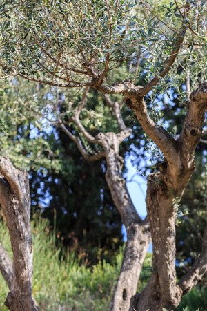 Olive tree. Olives on olive tree branchの写真素材