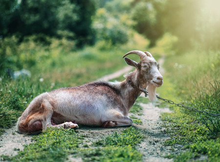 A young goat grazes in a meadow. Portrait of a funny goat. The goat is looking at the camera.の写真素材