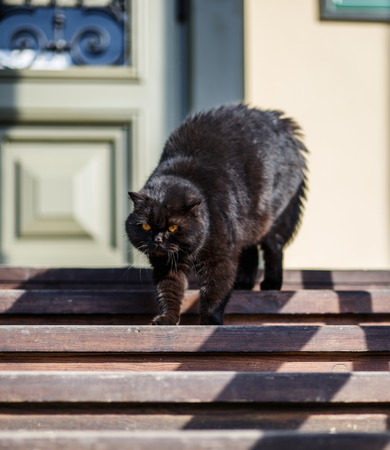 Beautiful gorgeous black cat with beautiful eyes outdoor.の写真素材