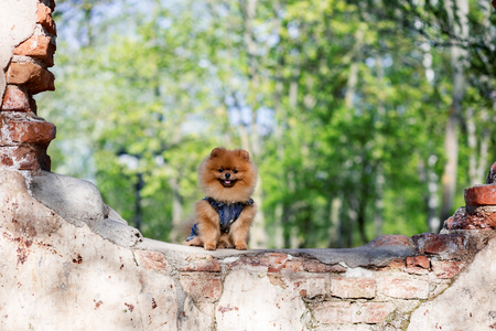 Beautiful pomeranian dog in a park. Dog near ruinの写真素材