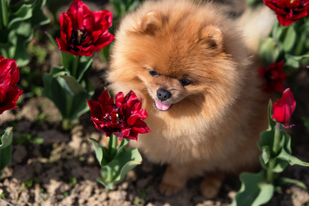 Pomeranian dog in tulips. Dog with flowers in a parkの写真素材