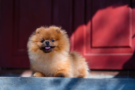 Beautiful dog walking outdoorの写真素材