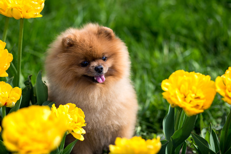 Pomeranian dog in tulips. Dog with flowers in a parkの写真素材