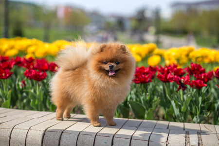 Pomeranian dog in tulips. Dog with flowers in a parkの写真素材