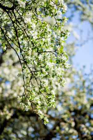 Spring blossom background. Blossom tree. Spring print. Apple tree branch. Apple blossomの写真素材