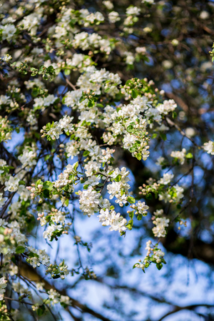 Spring blossom background. Blossom tree. Spring print. Apple tree branch. Apple blossomの写真素材