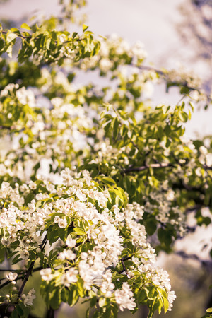 Spring blossom background. Blossom tree. Spring print. Apple tree branch. Apple blossomの写真素材