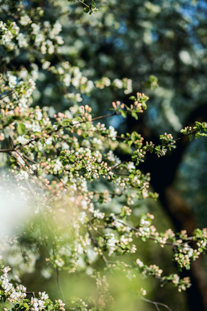 Spring blossom background. Blossom tree. Spring print. Apple tree branch. Apple blossomの写真素材