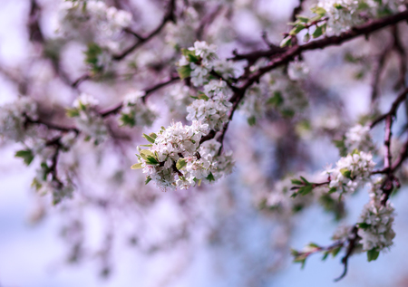 Spring blossom background. Blossom tree. Spring print. Apple tree branch. Apple blossomの写真素材