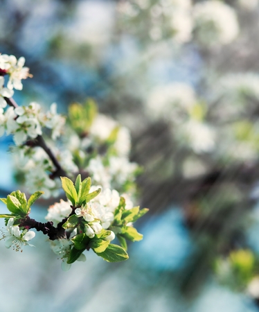 Spring blossom background. Blossom tree. Spring print. Apple tree branch. Apple blossomの写真素材