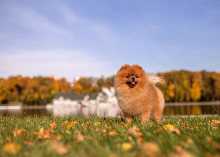 Pomeranian dog walking in autumn park. Beautiful and cute dogの写真素材