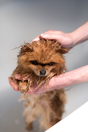 Well groomed dog. Grooming. Grooming of a pomeranian dog. Funny pomeranian in the bath. Dog taking a shower. Dog on white background.の写真素材