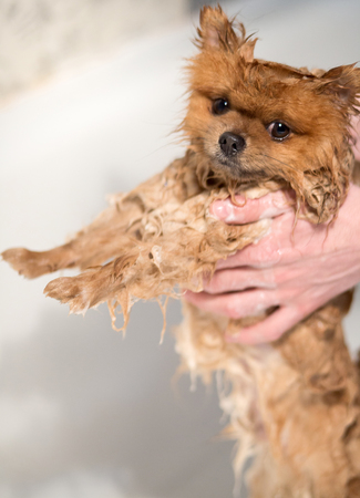 Well groomed dog. Grooming. Grooming of a pomeranian dog. Funny pomeranian in the bath. Dog taking a shower. Dog on white background.の写真素材
