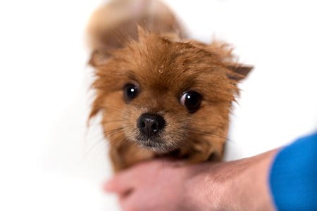 Well groomed dog. Grooming. Grooming of a pomeranian dog. Funny pomeranian in the bath. Dog taking a shower. Dog on white background.の写真素材
