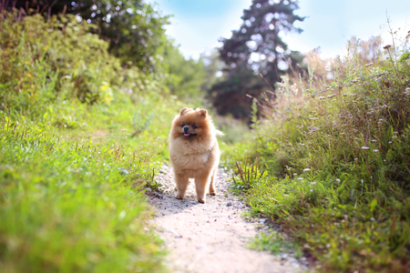 Pomeranian dog on a walk. Dog outdoor. Beautiful dog. Dog out of townの写真素材