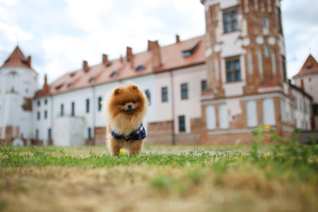 Pomeranian dog on a walk. Dog outdoor. Beautiful dogの写真素材