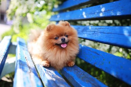 Pomeranian dog on a blue bench. Happy dog. Beautiful dog in a park. Adorable pomeranianの写真素材