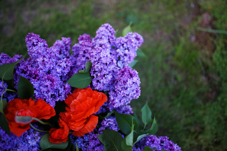 Lilac blooms. A beautiful bunch of lilac closeup. Green branch with spring lilac flowers. Lilac bush. Lilac flowers on a tree in a garden.の写真素材