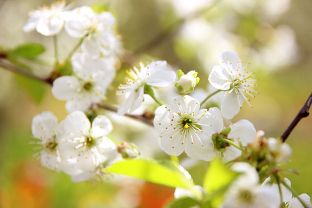 Cherry blossom. Spring blossom background. Blossom tree. Summer print. Spring print. Cherry flowers....