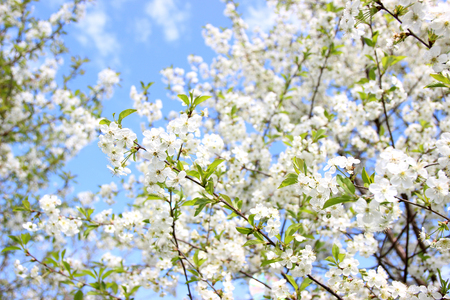 Cherry blossom. Spring blossom background. Blossom tree. Summer print. Spring print. Cherry flowers. Cherry tree branchの写真素材