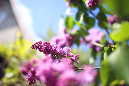 Lilac blooms. A beautiful bunch of lilac closeup. Green branch with spring lilac flowers. Lilac bush. Lilac flowers on a tree in a garden.の写真素材