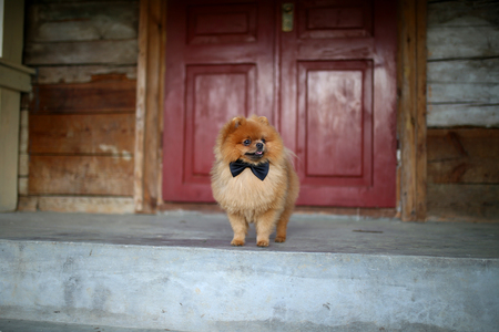 Beautiful pomeranian dog. Serious dog near door. Cute dogの写真素材