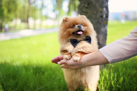 Pomeranian dog on green grass. Dog outdoor. Beautiful dog. Spitzの写真素材