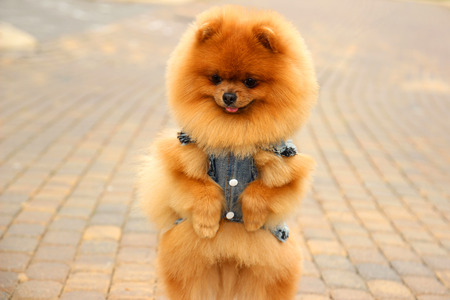 Pomeranian dog in a park. Cute, beautiful dogの写真素材