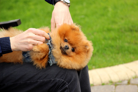 Pomeranian dog in a park. Cute, beautiful dogの写真素材