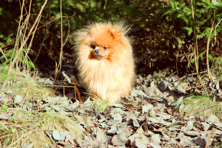 Cute pomeranian dog. Dog in the forestの写真素材