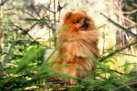 Cute pomeranian dog. Dog in the forestの写真素材