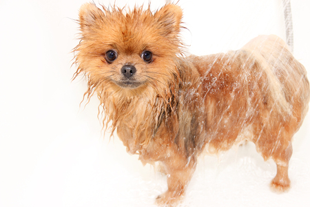 A pomeranian dog taking a shower with soap and water. Dog on white background. Dog in bath. Well groomed dogの写真素材