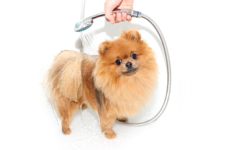A pomeranian dog taking a shower with soap and water. Dog on white background. Dog in bath. Well groomed dogの写真素材